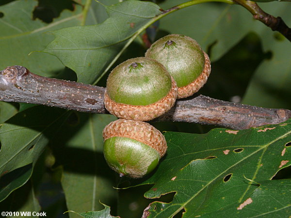 Northern Red Oak (Quercus rubra var. ambigua) acorns
