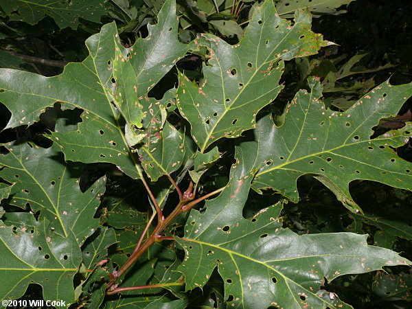 Northern Red Oak (Quercus rubra var. ambigua) leaves