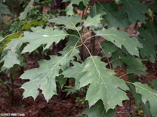 Northern Red Oak (Quercus rubra) leaves