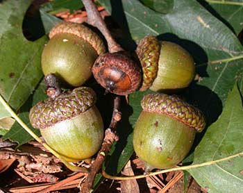 Northern Red Oak (Quercus rubra) acorns