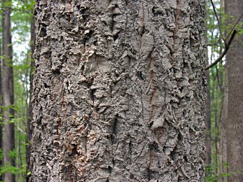 Chinese Cork Oak (Quercus variabilis)