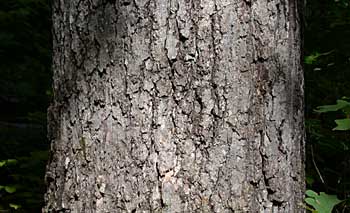 Black Oak (Quercus velutina) bark