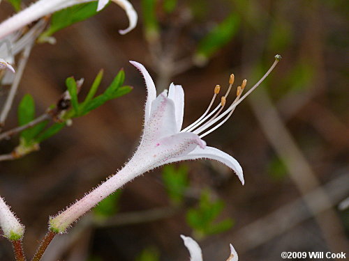 Dwarf Azalea (Rhododendron atlanticum) flower