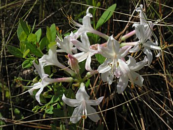 Dwarf Azalea (Rhododendron atlanticum)