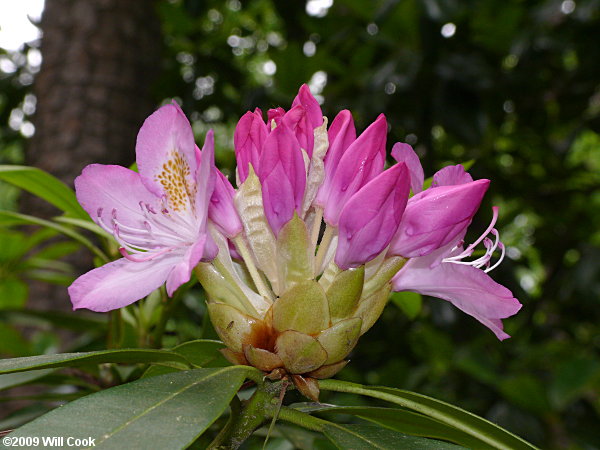 Catawba Rhododendron (Rhododendron catawbiense) flowers