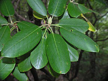 Catawba Rhododendron (Rhododendron catawbiense) leaves