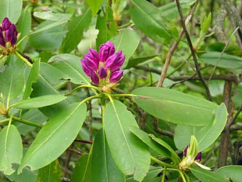 Catawba Rhododendron (Rhododendron catawbiense) flower buds