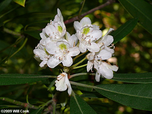 Rosebay Rhododendron (Rhododendron maximum) flowers