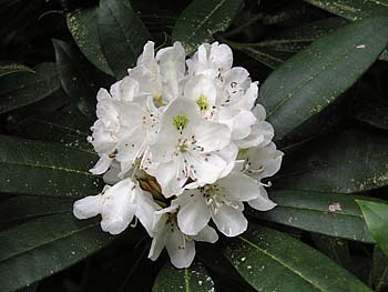 Rosebay Rhododendron (Rhododendron maximum) flowers