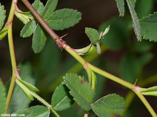 Carolina Rose (Rosa carolina) flower