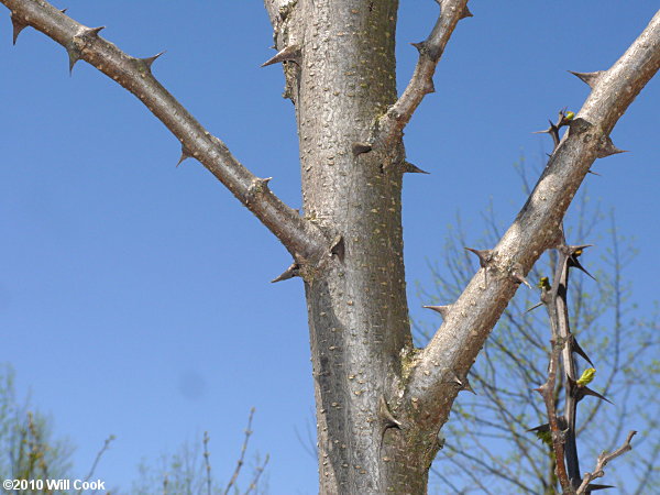 Black Locust (Robinia pseudoacacia) spines