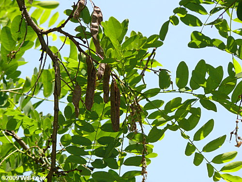 Black Locust (Robinia pseudoacacia) leaves