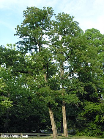Black Locust (Robinia pseudoacacia) tree