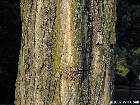 Black Locust (Robinia pseudoacacia) bark