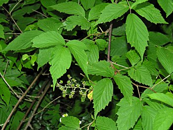 Smooth Blackberry (Rubus canadensis)