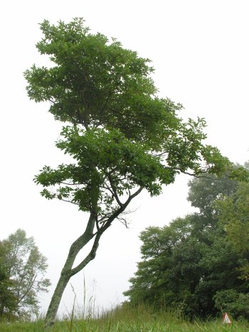 Sassafras (Sassafras albidum) tree