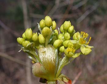 Sassafras (Sassafras albidum) flower
