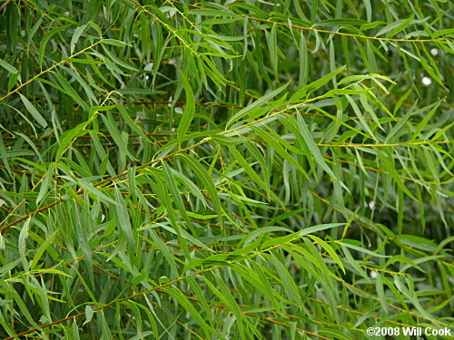 Black Willow (Salix nigra) leaves