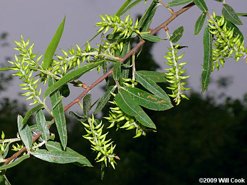Black Willow (Salix nigra) capsules