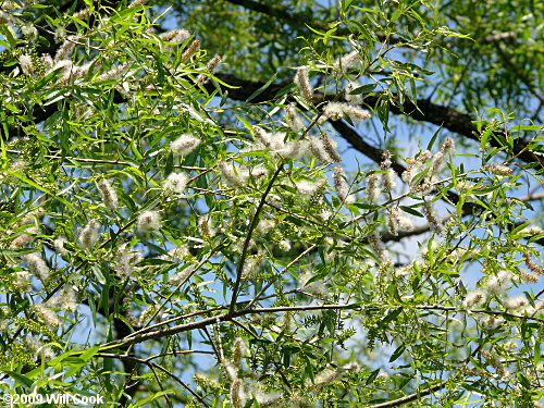 Black Willow (Salix nigra) tree in fruit
