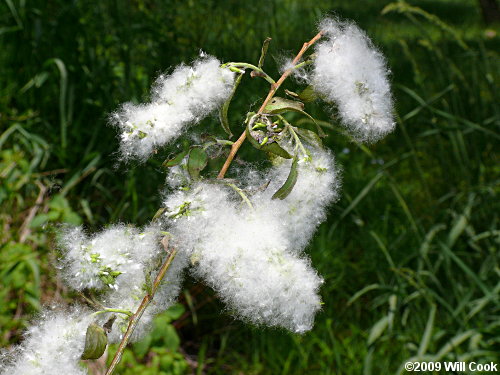 Black Willow (Salix nigra) cottony seeds