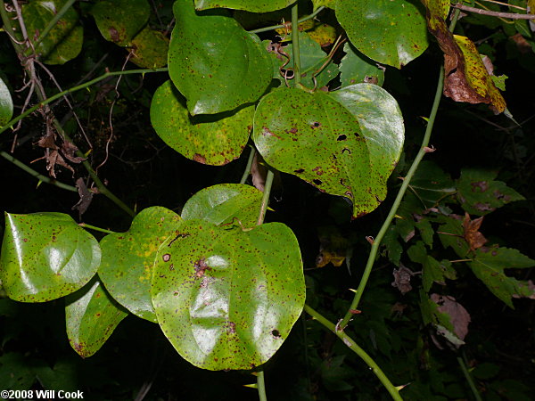 Common Greenbrier, Roundleaf Greenbrier (Smilax rotundifolia)