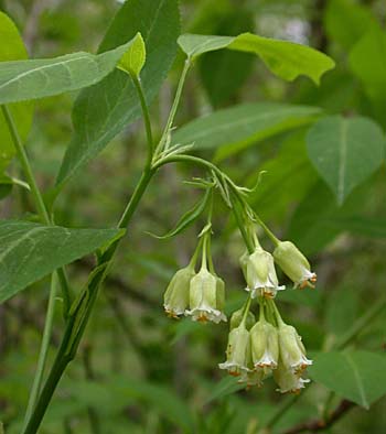 American Bladdernut (Staphylea trifolia)