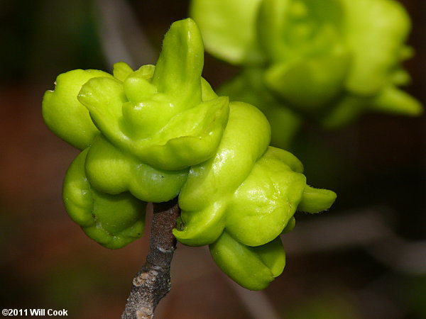 Common Sweetleaf (Symplocos tinctoria)