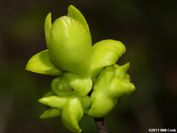 Common Sweetleaf (Symplocos tinctoria)