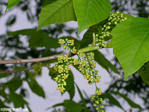 Eastern Poison-Ivy (Toxicodendron radicans) flowers