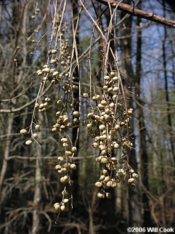 Poison Sumac (Toxicodendron vernix, Rhus vernix) fruit
