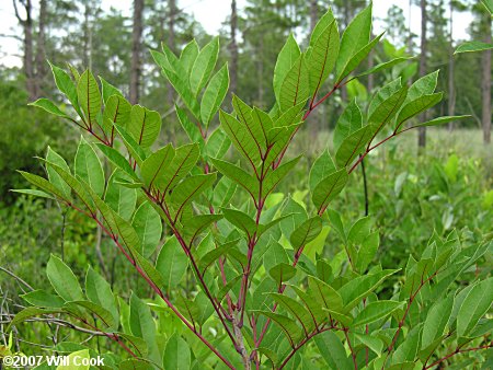 Poison Sumac (Toxicodendron vernix, Rhus vernix) leaves
