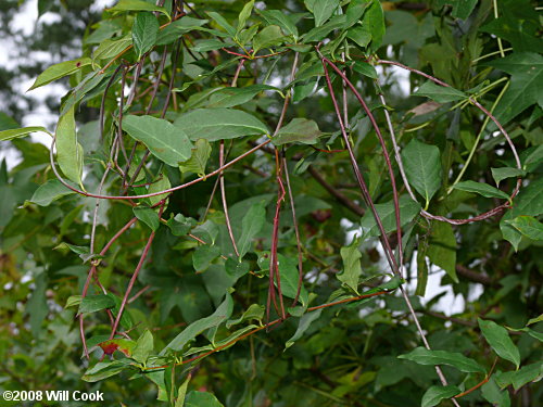 Climbing Dogbane (Trachelospermum difforme)