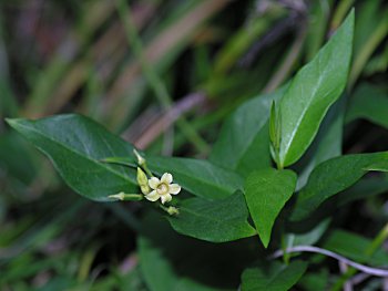 Climbing Dogbane (Trachelospermum difforme)
