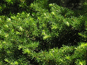 Carolina Hemlock (Tsuga caroliniana)