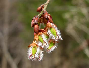 Winged Elm (Ulmus alata) flowers