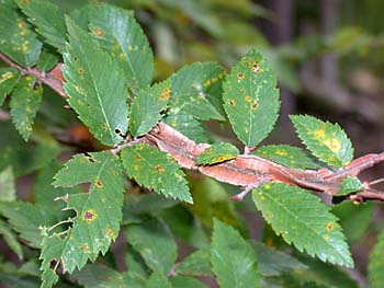 Winged Elm (Ulmus alata) leaves