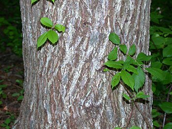 Slippery Elm (Ulmus rubra)