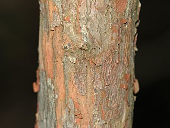 Black Highbush Blueberry (Vaccinium fuscatum) bark