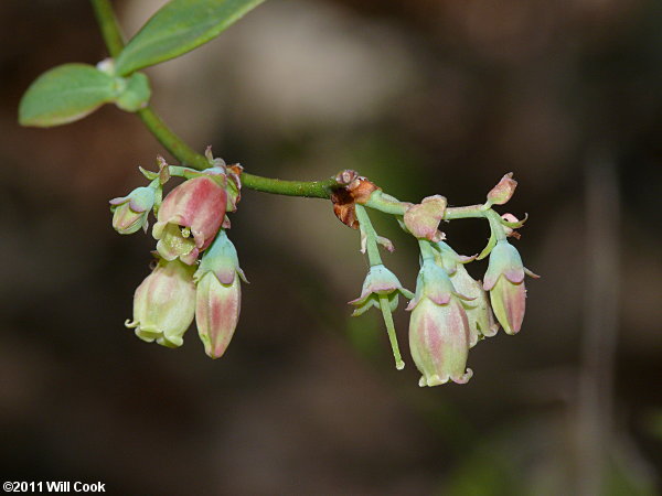Hillside Blueberry (Vaccinium pallidum)