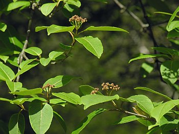 Withe-rod (Viburnum cassinoides)
