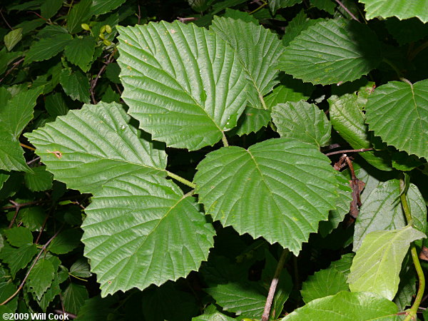 Southern Arrowwood (Viburnum dentatum)