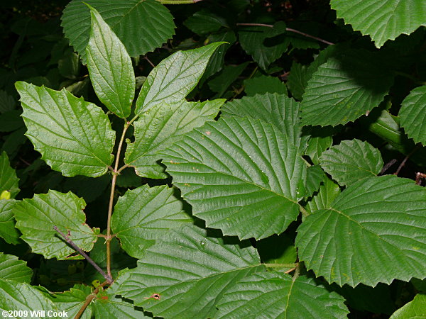 Southern Arrowwood (Viburnum dentatum)