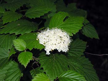 Southern Arrowwood (Viburnum dentatum)