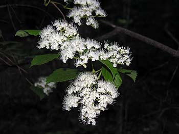 Southern Arrowwood (Viburnum dentatum)