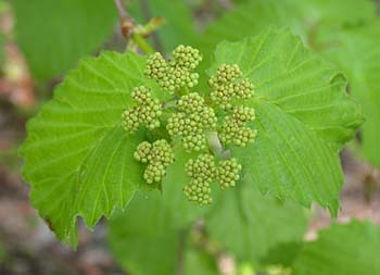 Southern Arrowwood (Viburnum dentatum)