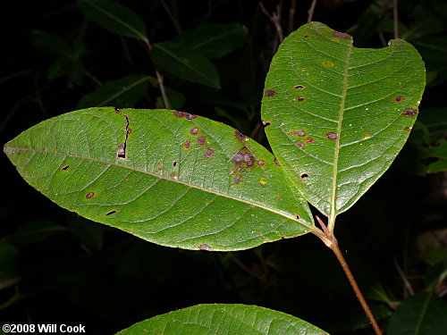 Possumhaw Viburnum (Viburnum nudum) leaves