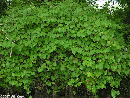 Muscadine Grape (Vitis rotundifolia)