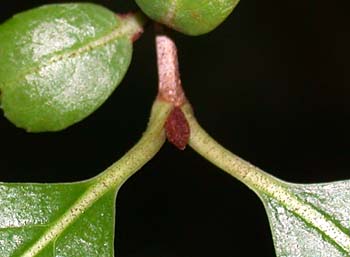 Rusty Blackhaw (Viburnum rufidulum)