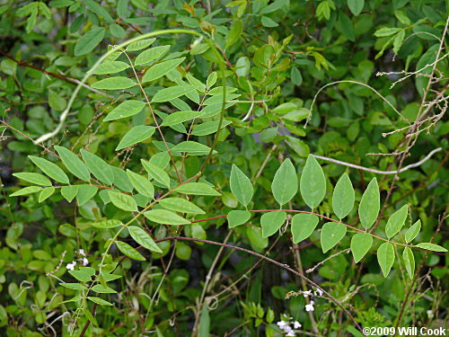 American Wisteria (Wisteria frutescens) leaves